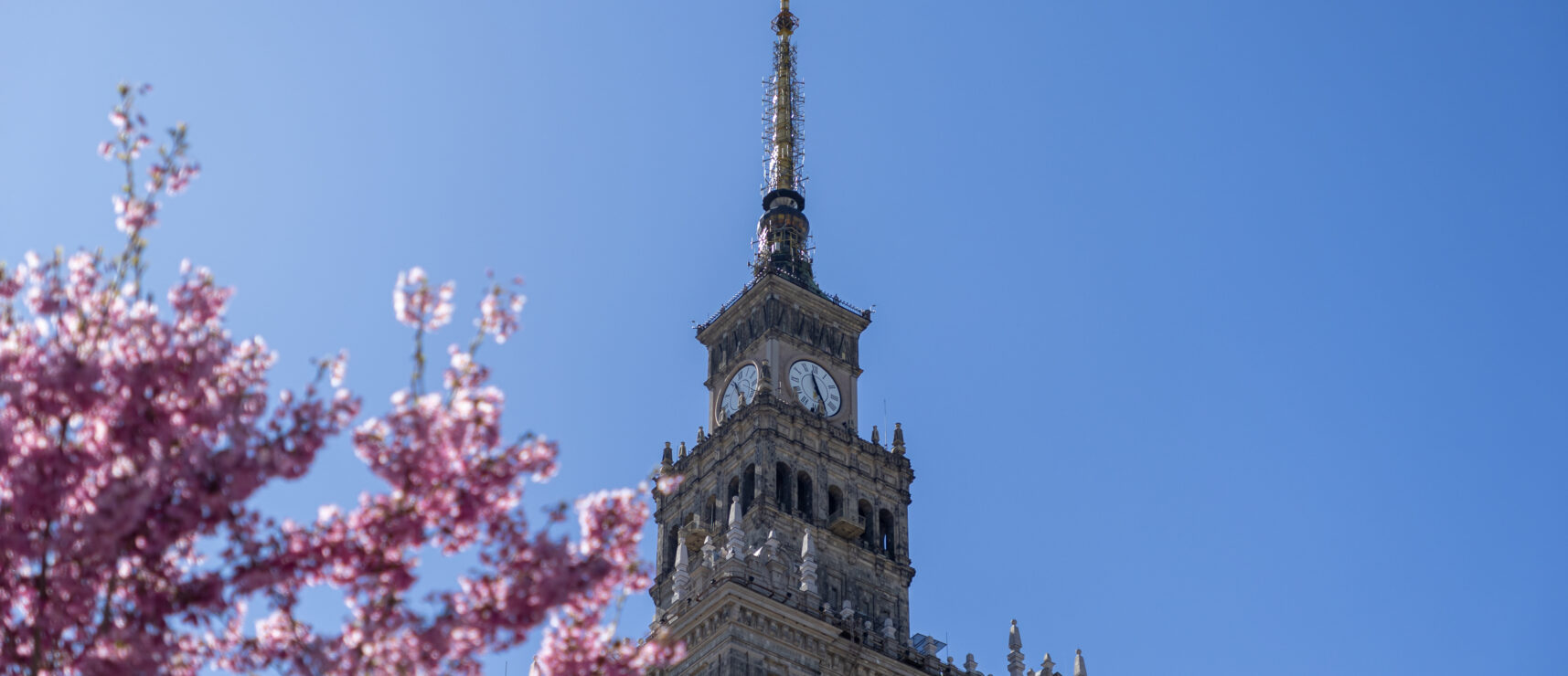 Warsaw, Poland - April 03, 2025: The Palace of Culture and Science in Warsaw rises behind vibrant cherry blossom branches under a bright blue spring sky, combining historic architecture
